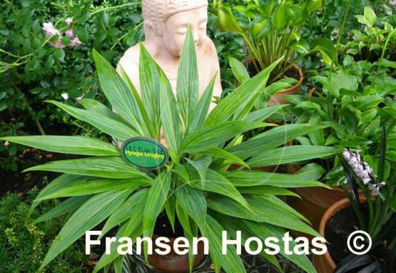 Hosta Hyuga Urajiro - Fransen Hostas